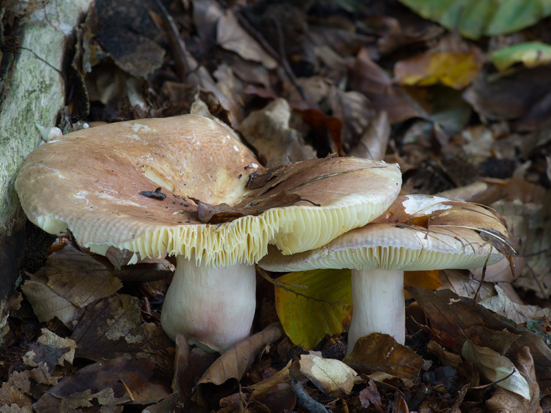 Russula olivacea